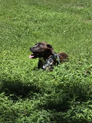 Tyson thumbnail 3