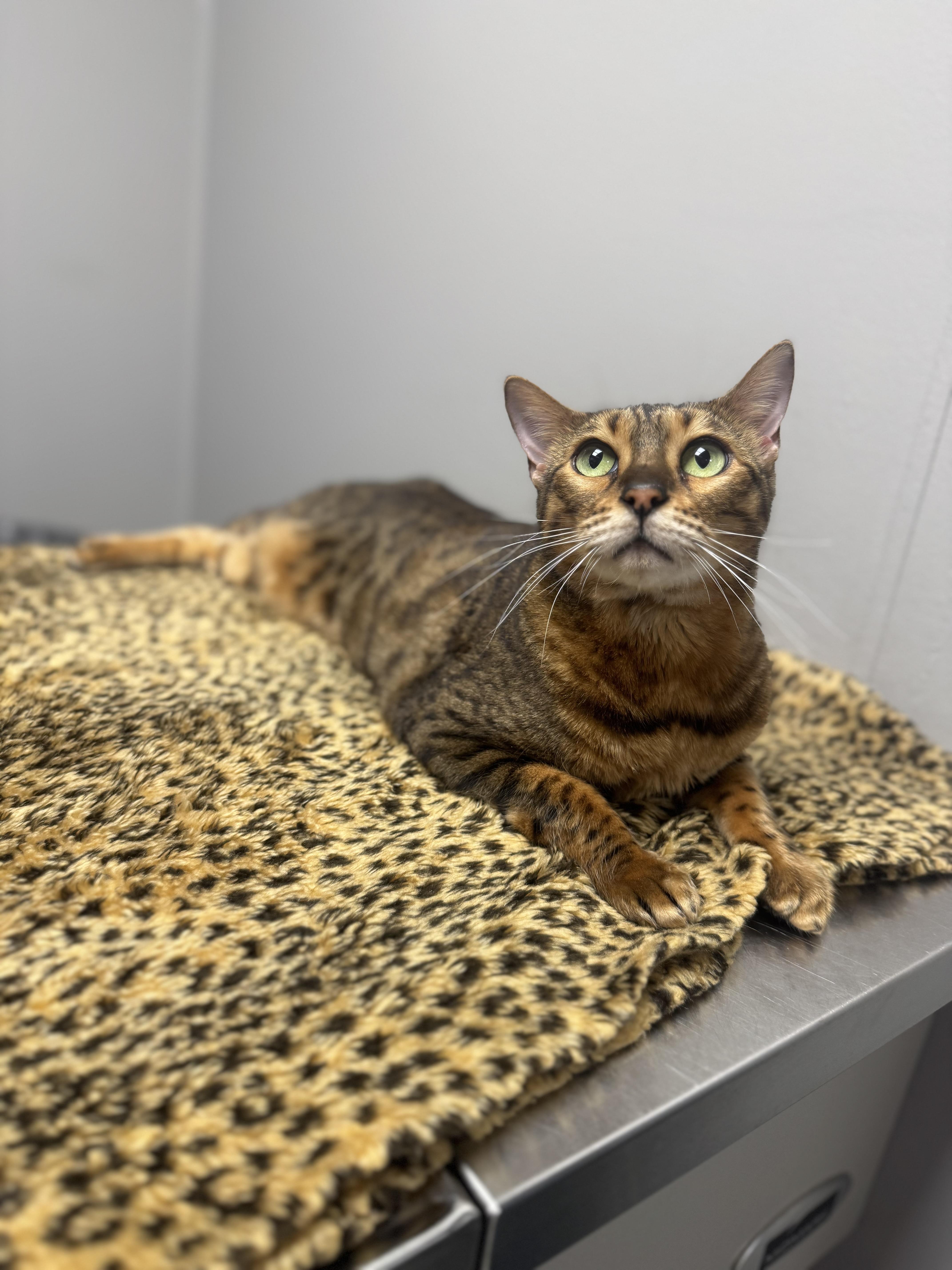 An adult large-sized male Bengal cat named Joey for adoption in Walker, MI