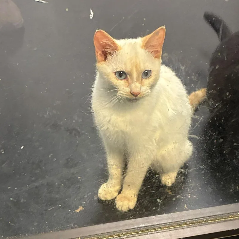 A baby small-sized male Cream / Ivory Domestic Short Hair cat named Pumpkin Latte for adoption in Gadsden, AL