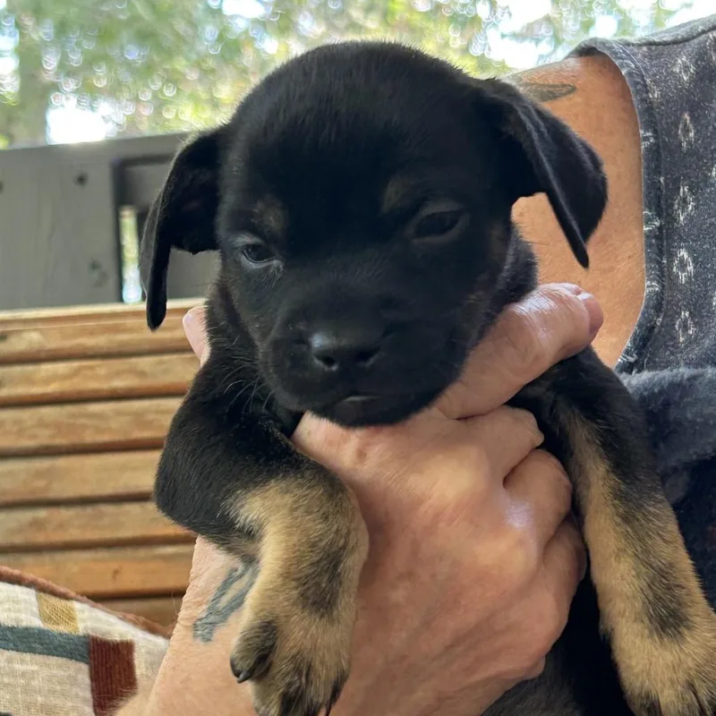 A baby small-sized female Black Chihuahua dog named Dorothy for adoption in Bessemer, AL