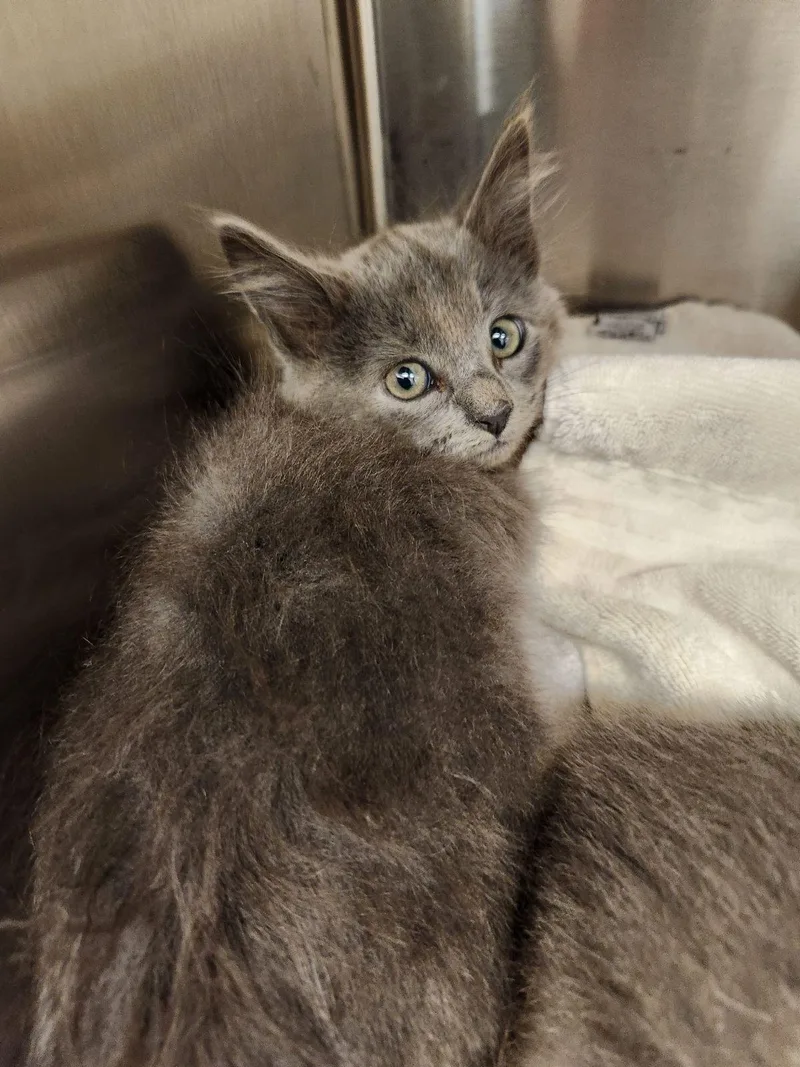 A baby medium-sized male Gray / Blue / Silver Domestic Long Hair cat named Donnie for adoption in Liberty, MO