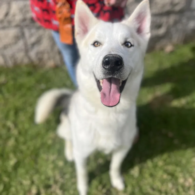 An adult medium-sized male Yellow / Tan / Blond / Fawn Siberian Husky dog named Bobby for adoption in Upland, CA