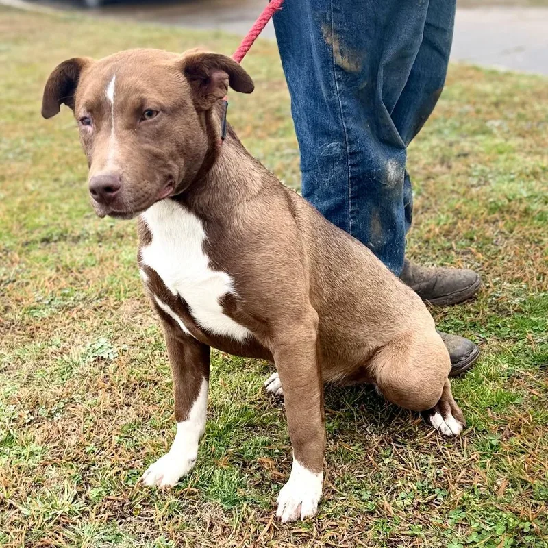 A young medium-sized female Brown / Chocolate Mixed Breed dog named Brownie for adoption in Corinth, MS
