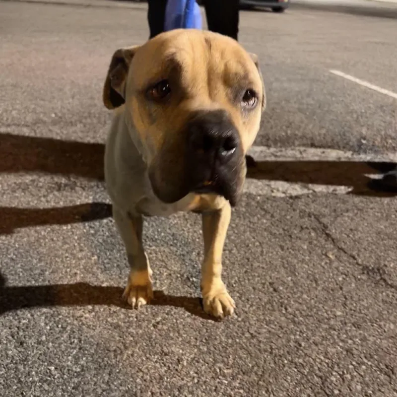 An adult medium-sized male Yellow / Tan / Blond / Fawn Mixed Breed dog named Rollie for adoption in Philadelphia, PA