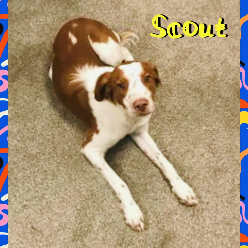 A young medium-sized male Brown / Chocolate Brittany Spaniel dog named Scout for adoption in Red Lodge, MT