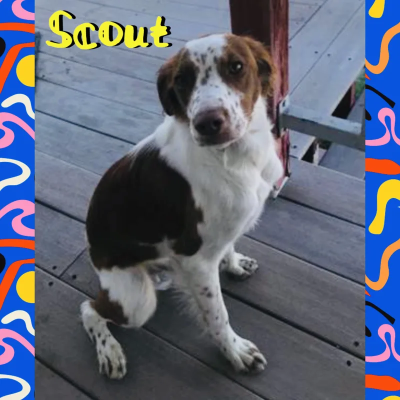 Scout thumbnail 2