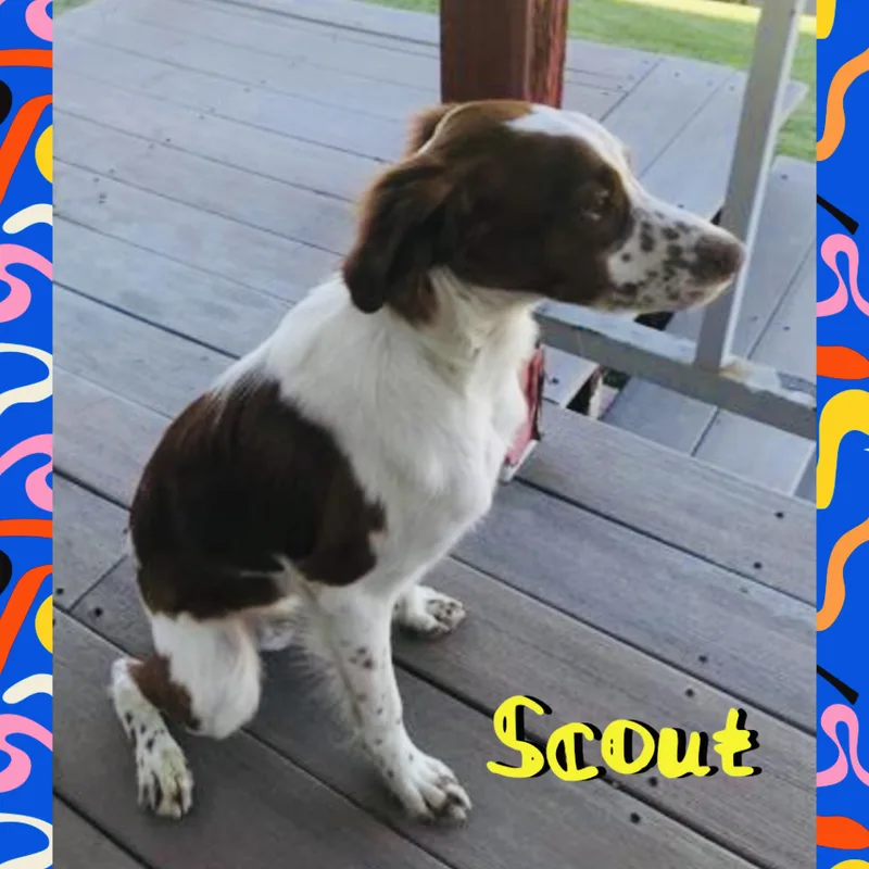 Scout thumbnail 3