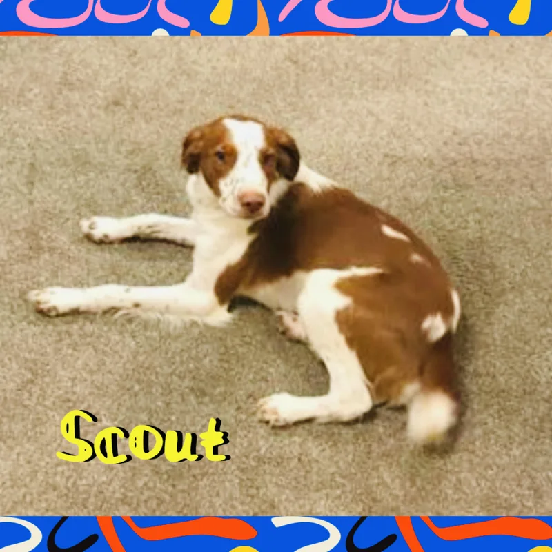 Scout thumbnail 4