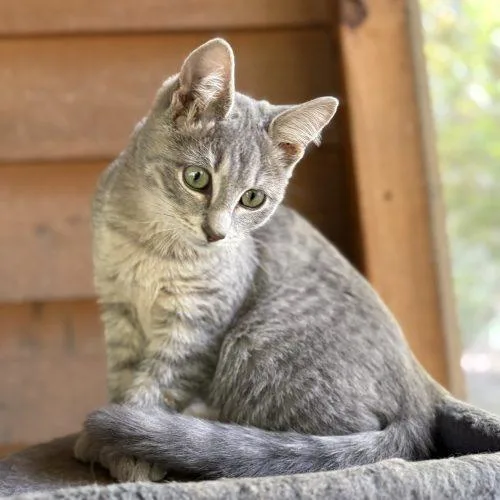 A baby small-sized female Gray / Blue / Silver Extra-Toes Cat / Hemingway Polydactyl cat named Misfeet for adoption in Knoxville, TN