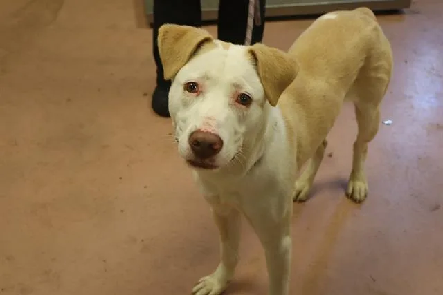 A young large-sized male Mixed Breed dog named Ace for adoption in Columbia, SC
