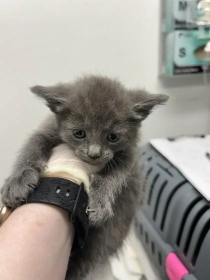 A baby small-sized male Domestic Short Hair cat named Taurus for adoption in West Chester, PA