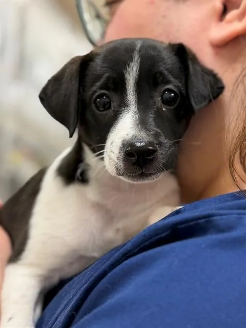 A baby medium-sized female Black Border Collie dog named Minka for adoption in Columbia, MD