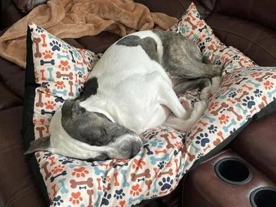 An adult large-sized male Gray / Blue / Silver American Bulldog dog named Azriel for adoption in Liverpool, TX
