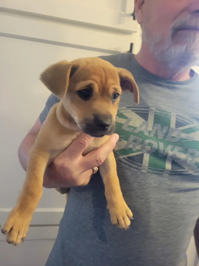 A baby small-sized male Chihuahua dog named Graham for adoption in Rocky Mount, NC