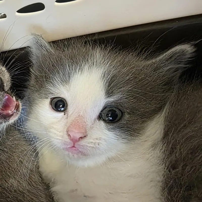 A baby small-sized male Gray / Blue / Silver Domestic Medium Hair cat named Doc for adoption in Laramie, WY