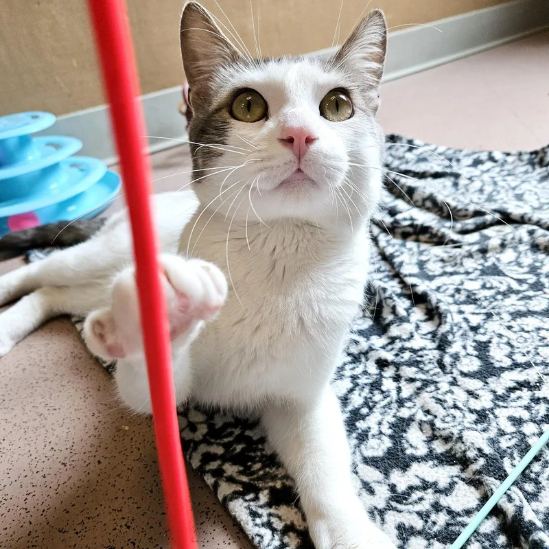 Pixel