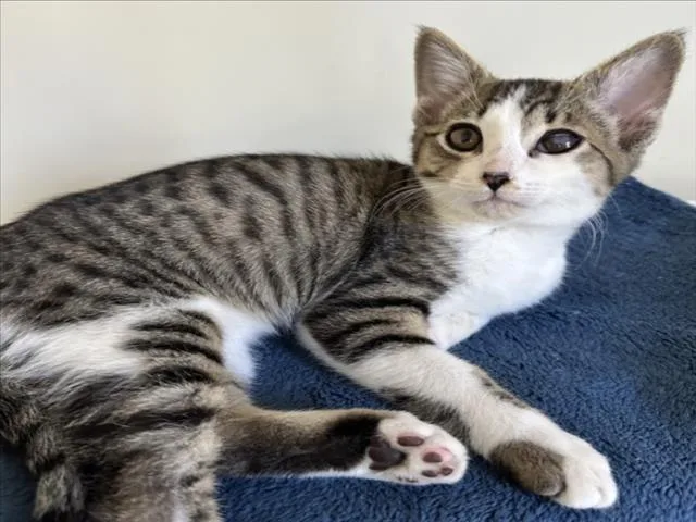 A baby small-sized male Brown / Chocolate Domestic Short Hair cat named Miso for adoption in Woodland, CA