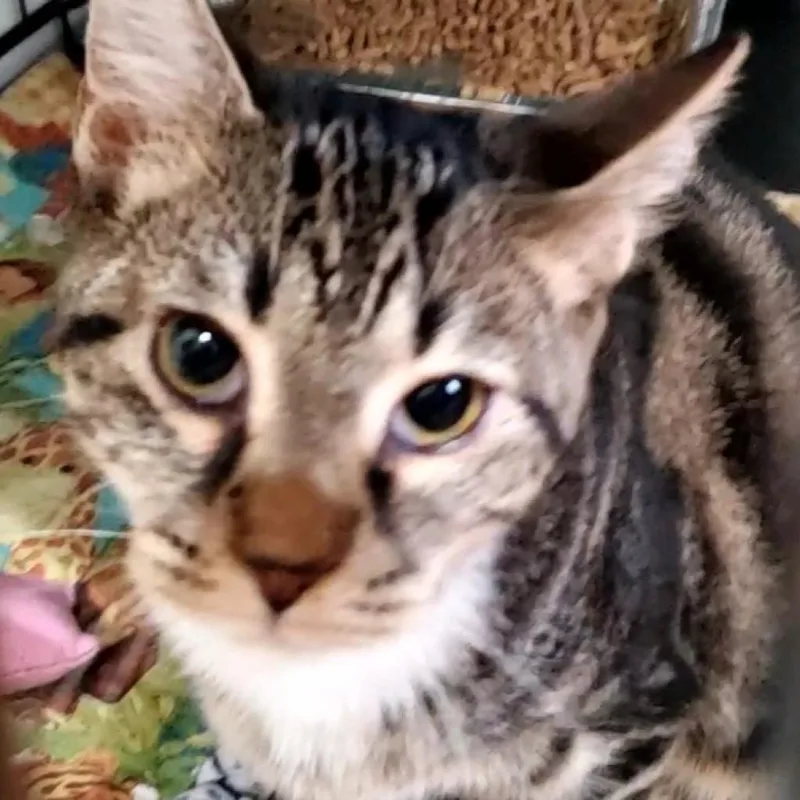 An adult medium-sized male Domestic Short Hair cat named Roy for adoption in Cumming, GA