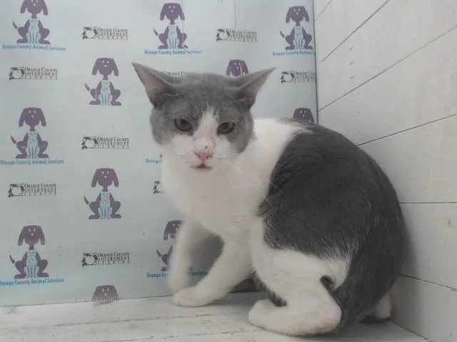 A young small-sized male Domestic Short Hair cat named Meow for adoption in Orlando, FL
