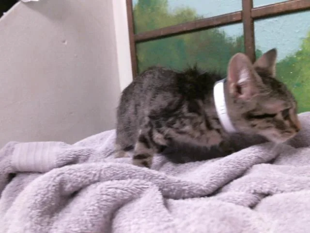 A baby small-sized male Domestic Short Hair cat named Tony for adoption in Houston, TX