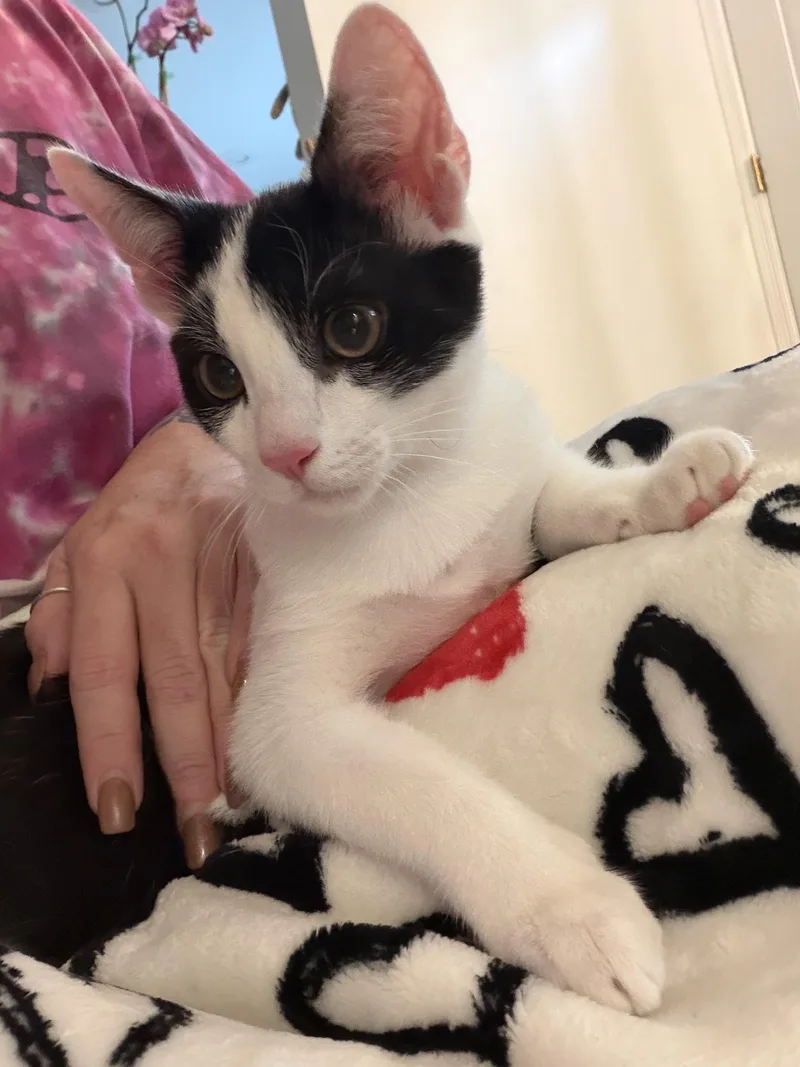 A baby small-sized male Black & White / Tuxedo Domestic Short Hair cat named Fettuccine for adoption in Syosset, NY