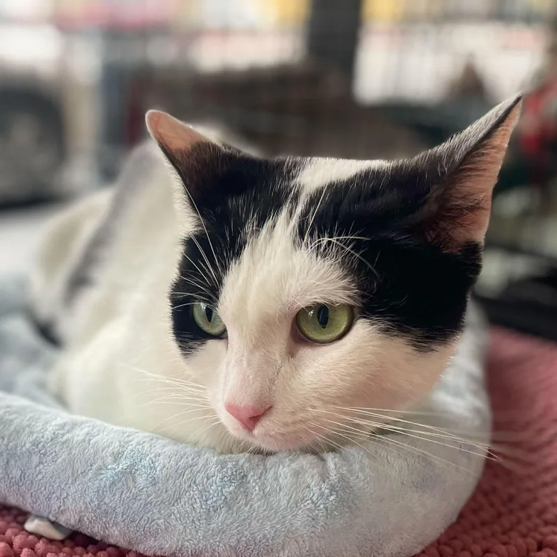 An adult small-sized female Black Domestic Short Hair cat named Corvina for adoption in Los Angeles, CA