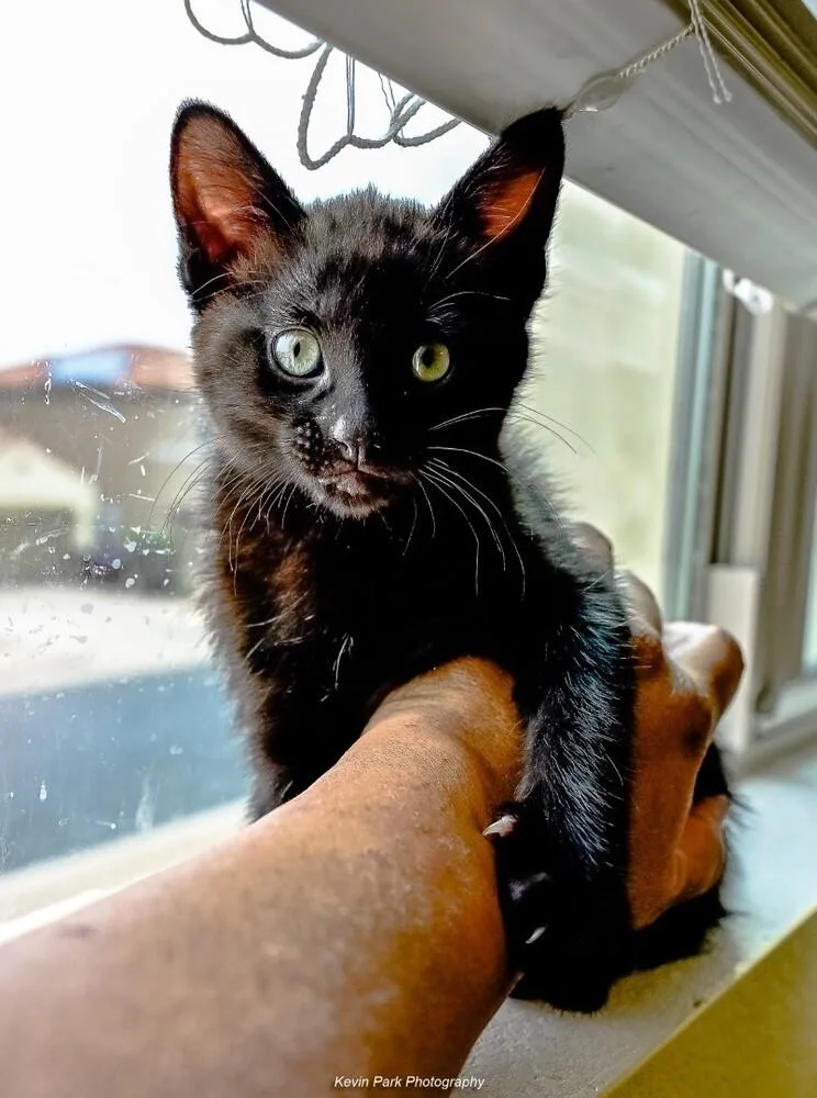 A baby small-sized male Black Domestic Short Hair cat named Yoyo for adoption in Green Valley, AZ