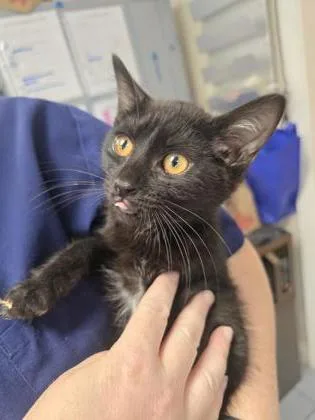 A baby small-sized male Domestic Short Hair cat named Lagoon for adoption in Roseville, CA