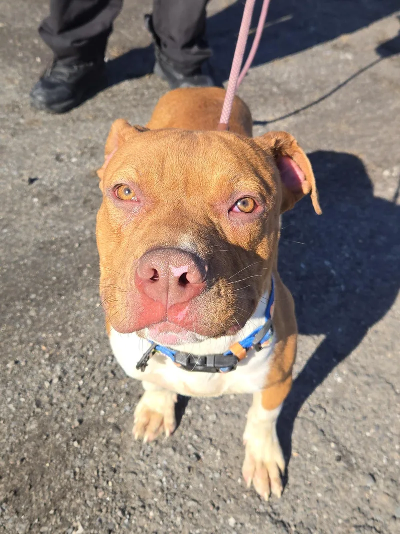 Cantaloupe thumbnail 2