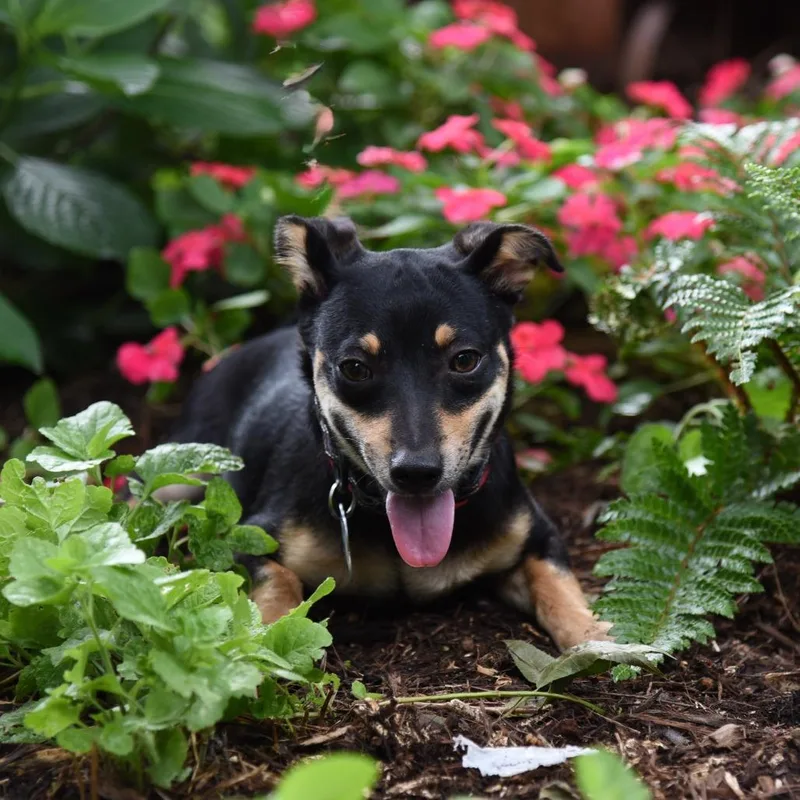 An adult small-sized male Black Chihuahua dog named Nikolaj for adoption in Wake Forest, NC