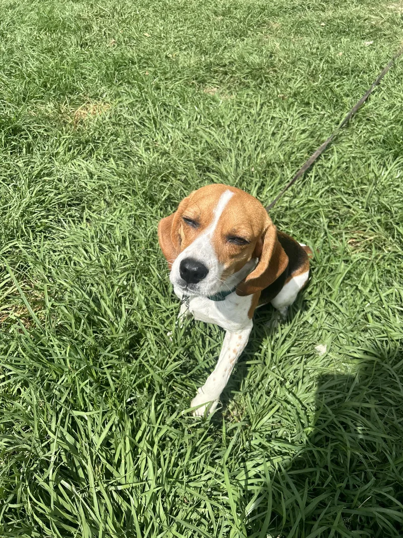 June Bug thumbnail 2