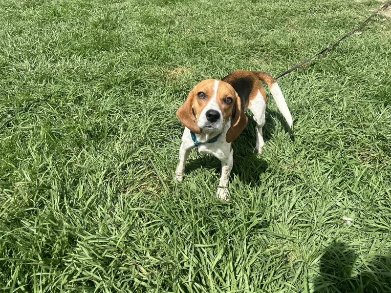 June Bug thumbnail 3