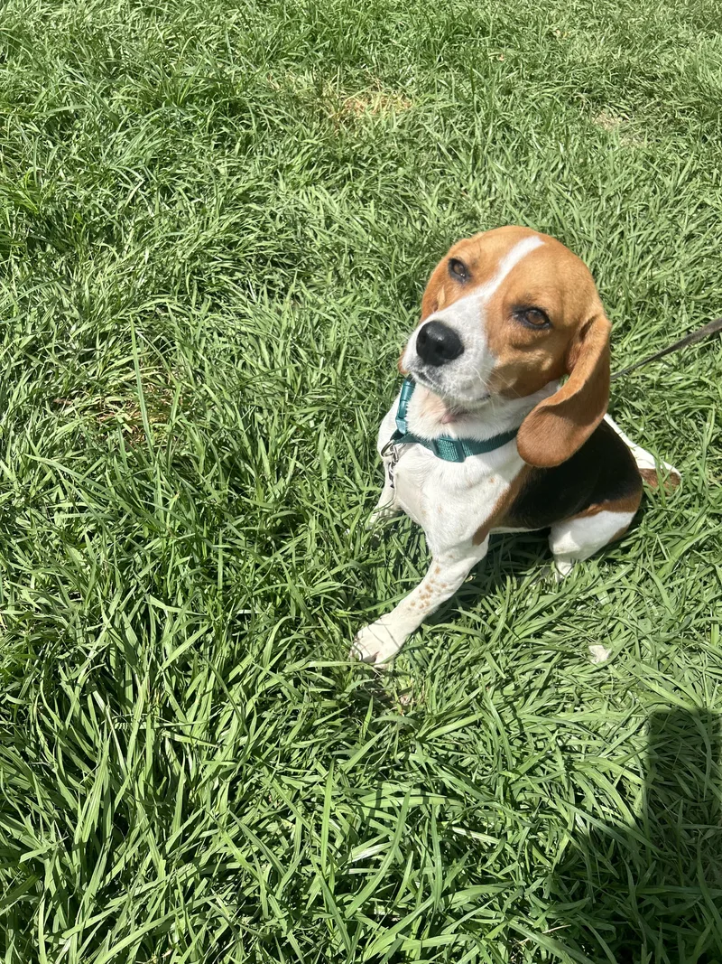 June Bug thumbnail 4