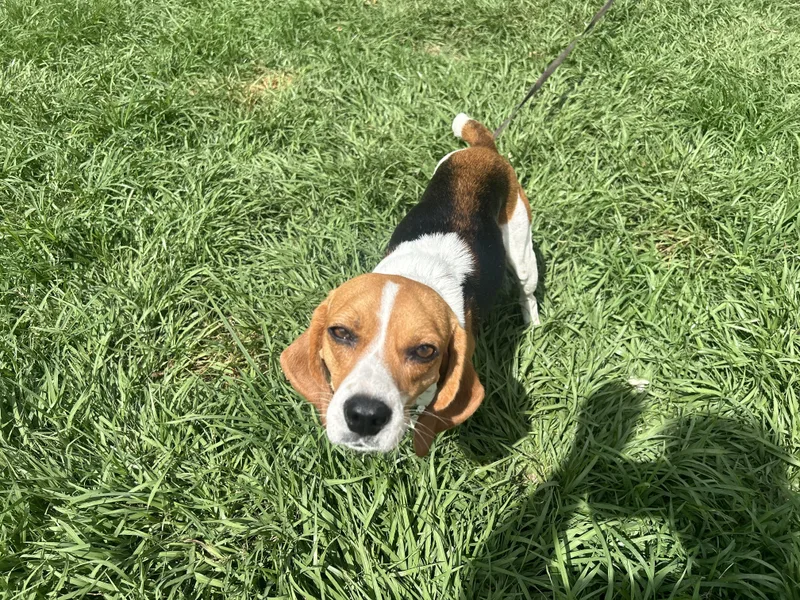 June Bug thumbnail 5