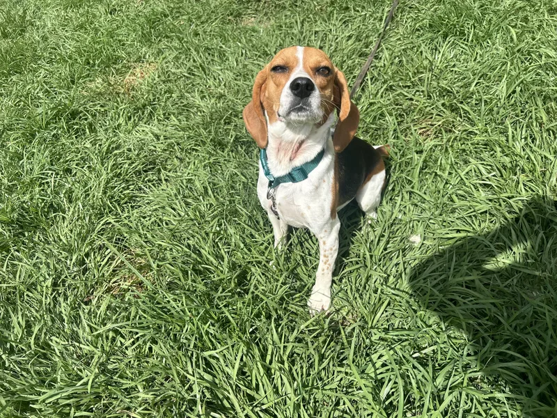 June Bug thumbnail 6