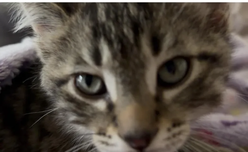 Chester thumbnail 2