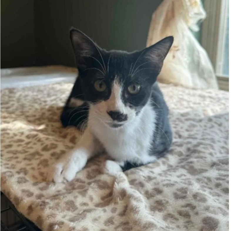 A baby medium-sized male Black & White / Tuxedo Domestic Short Hair cat named Chess for adoption in Warr Acres, OK