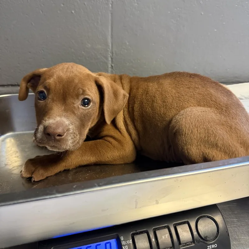 A baby small-sized female Brown / Chocolate Pit Bull Terrier dog named Tuscstray for adoption in Tuscaloosa, AL