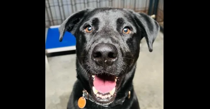 An adult medium-sized male Black Labrador Retriever dog named Agent for adoption in TULSA, OK