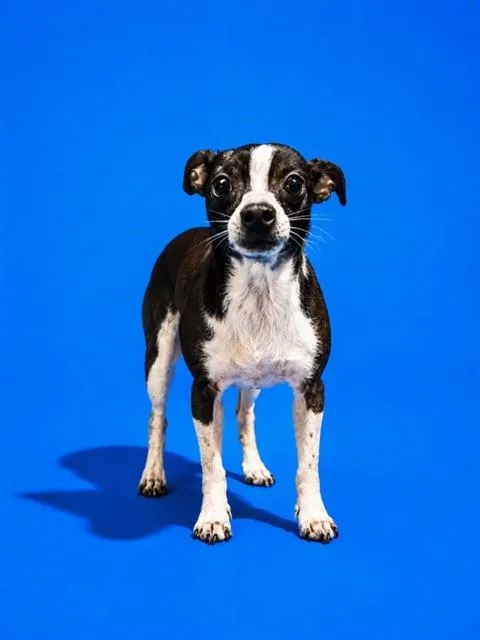 A young small-sized male Mixed Breed dog named Pikachu for adoption in Jacksonville, FL