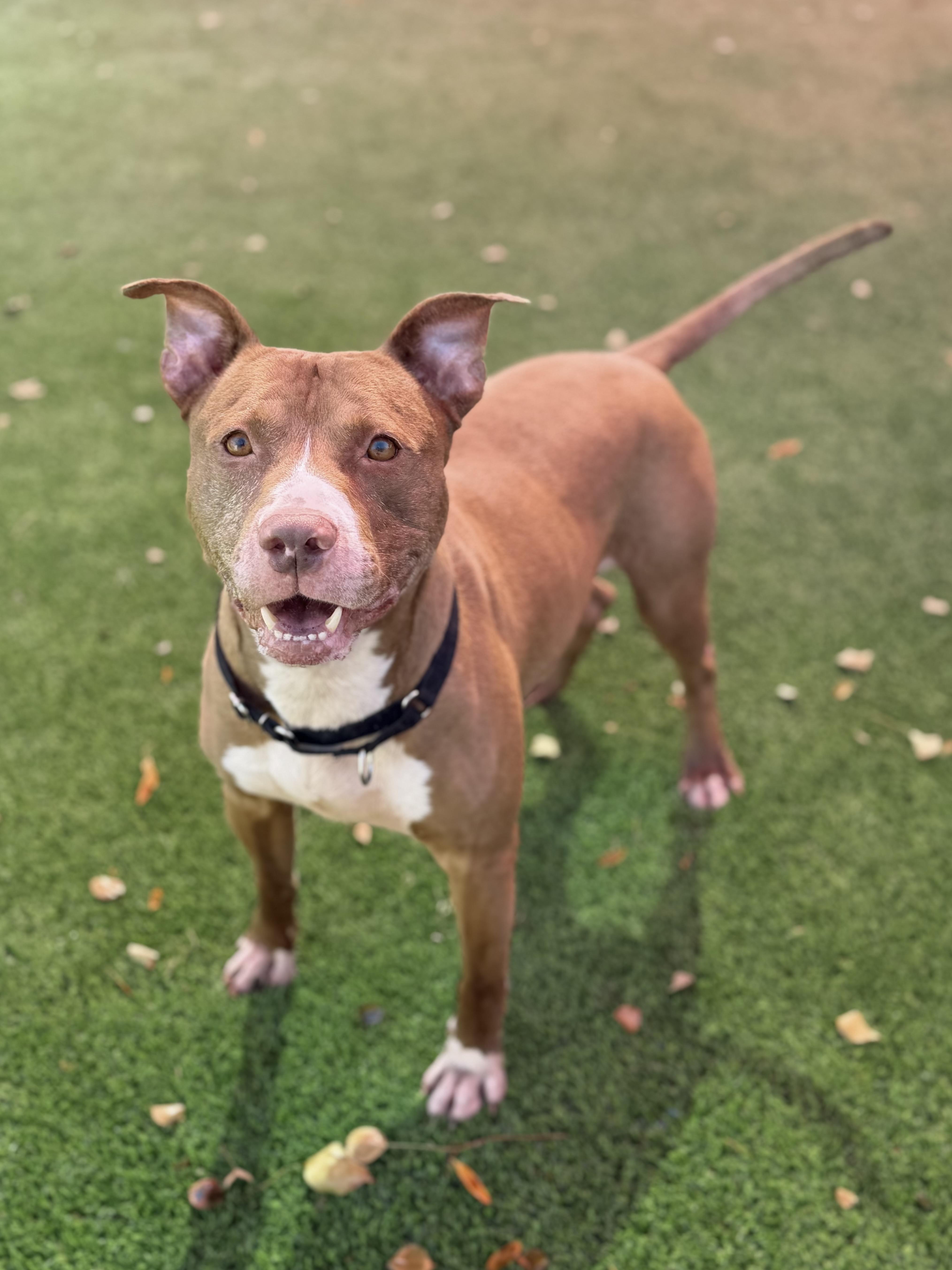 An adult medium-sized male Yellow / Tan / Blond / Fawn Pit Bull Terrier dog named Corbin for adoption in Glendale, AZ