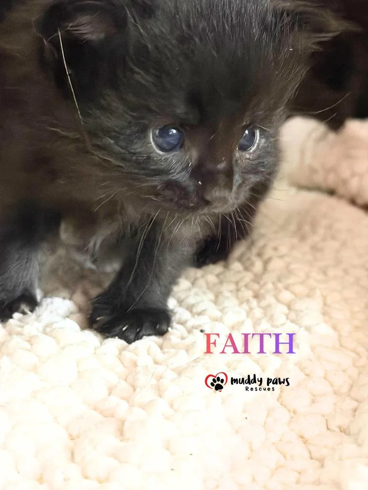 A baby small-sized female Black Domestic Short Hair cat named Storm Survivors: Faith for adoption in Council Bluffs, IA