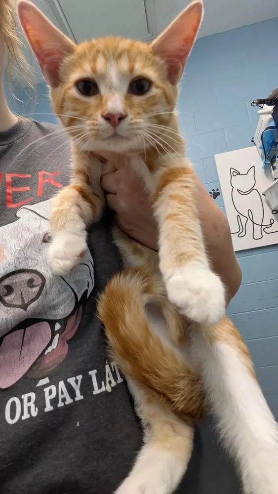 A young small-sized male Orange & White Domestic Short Hair cat named Nexus for adoption in Evansville, IN