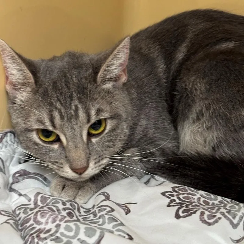 An adult medium-sized female Gray / Blue / Silver Domestic Short Hair cat named Missy for adoption in East Hanover, NJ
