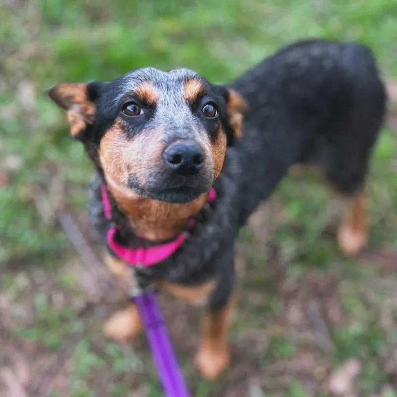 A young medium-sized female Gray / Blue / Silver Australian Cattle Dog / Blue Heeler dog named Mylee for adoption in West Falls, NY