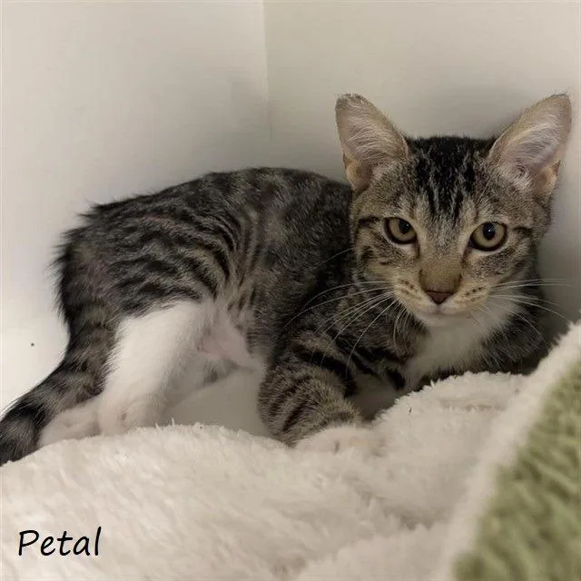 A baby small-sized female Brown / Chocolate Domestic Short Hair cat named Petal for adoption in Yucaipa, CA