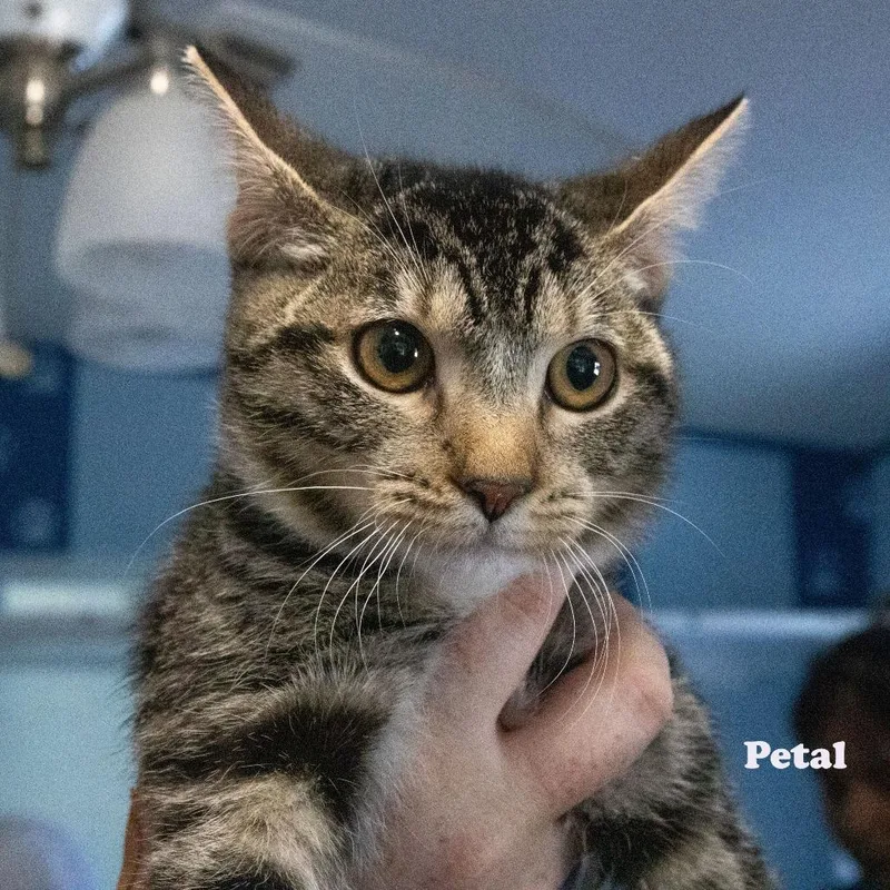 Petal thumbnail 2