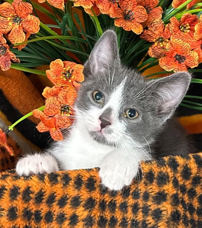 A baby small-sized male Domestic Short Hair cat named Lychee for adoption in Stillwater, OK