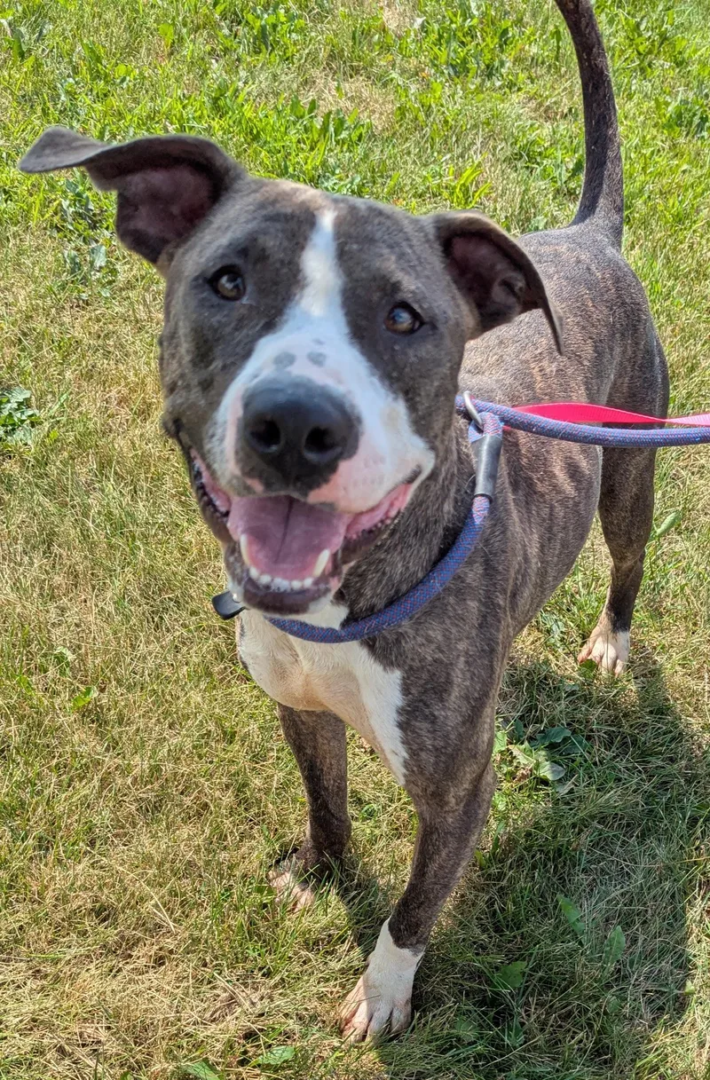 An adult medium-sized male Brindle Pit Bull Terrier dog named Edison for adoption in Valparaiso, IN