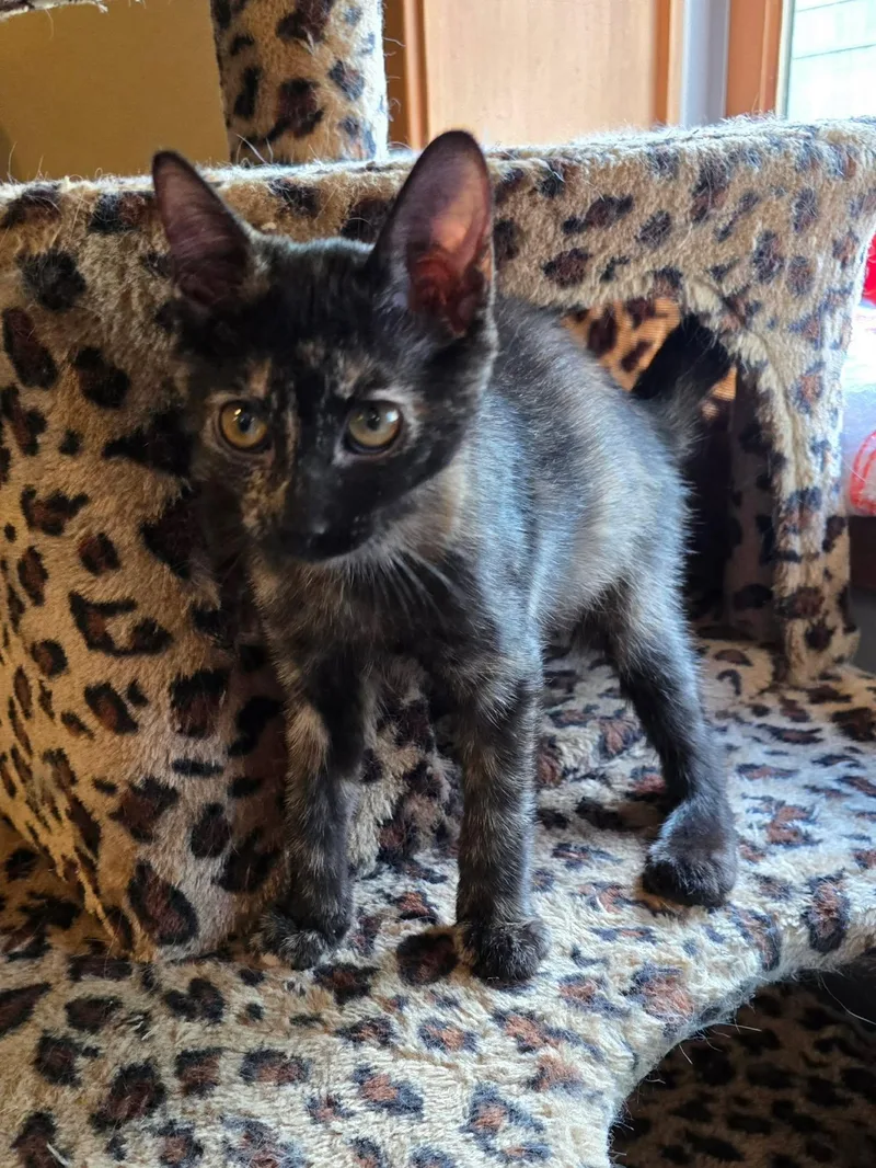 A baby medium-sized female Tortoiseshell Domestic Short Hair cat named Venice for adoption in Sioux Falls, SD